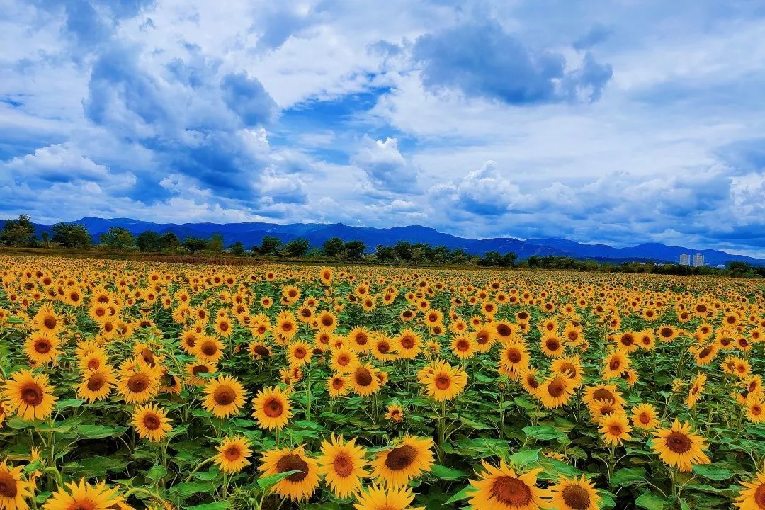 金菜花粮油示范基地|快来看，花~开~喽~