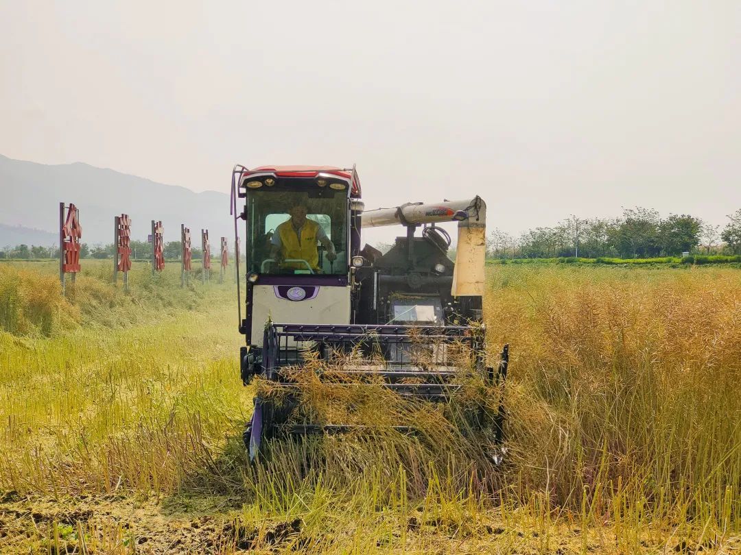 菜籽满枝头，金菜花石屏粮油示范基地油菜喜迎丰收！