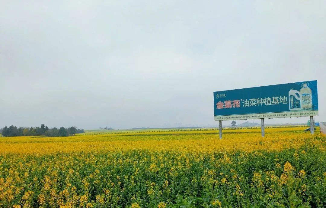 金菜花油菜种植基地|最是一年春好处，油菜花开正灿烂
