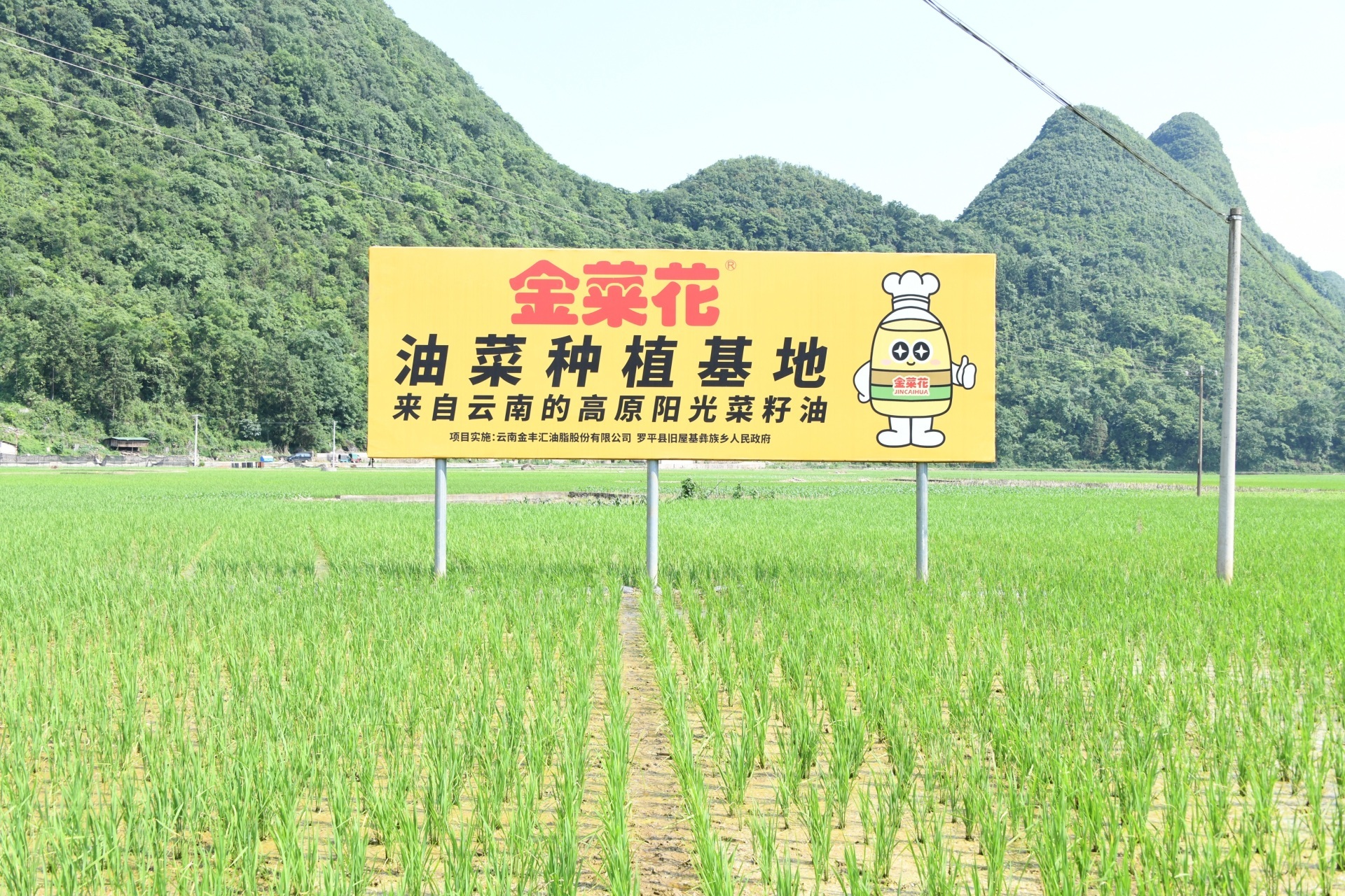 【金菜花种植基地】在泥水欢歌里，摸鱼插秧！
