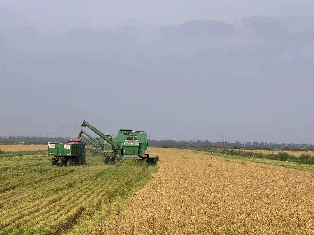 新米来啦！金菜花东北新季水稻喜获丰收！