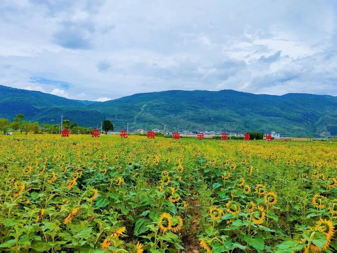 丰收已至，美好不止！