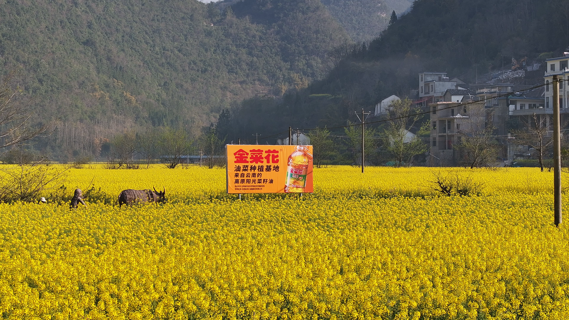 接下来一个月，金菜花油菜种植基地是这样的